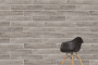 20х120 Aspenwood Норковый Матовый R10A Ректификат