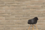 20х120 Aspenwood Бежевый Матовый R10A Ректификат